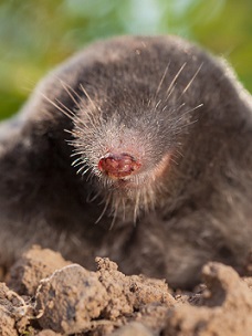 North Carolina mole trapping