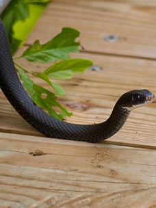 Snake removal Lake Norman, NC.